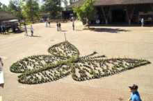 Martin Gut`s Butterfly Field, a Butterfly.